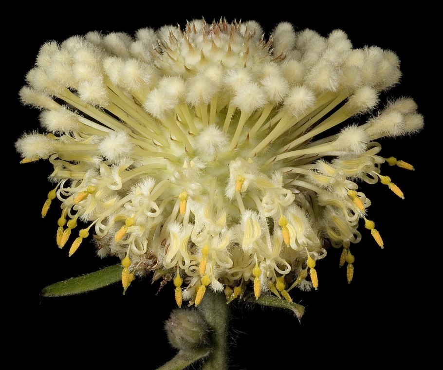 Gomphocarpus stenophyllus