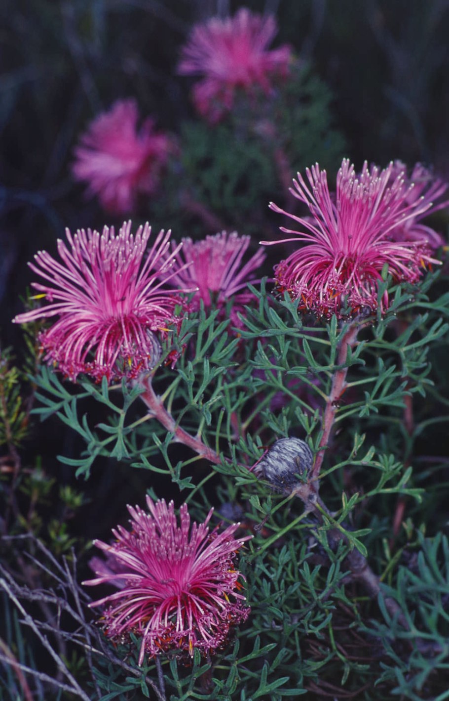 Изопогон широколистный