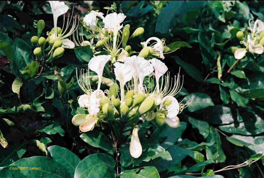 Берлиния крупноцветная