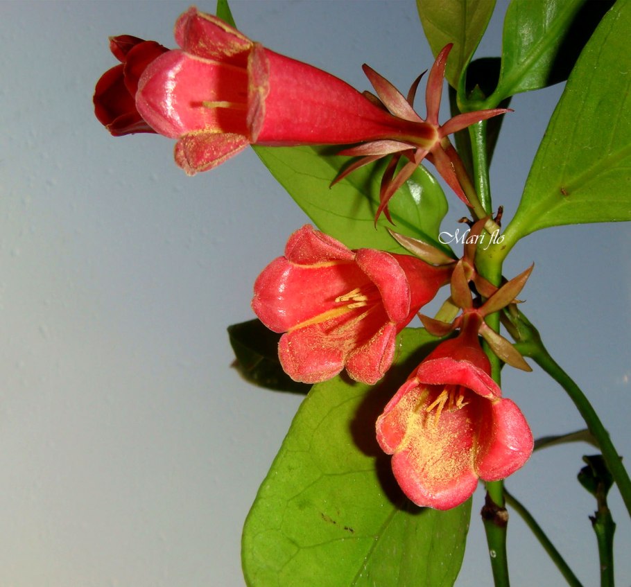 Орхидея Полистахия