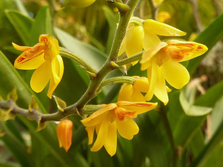 Tapeinochilos (тапейнохилос) pubescens