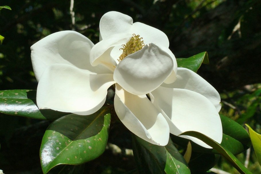 Магнолия грандифлора Франциз ТРИВИ