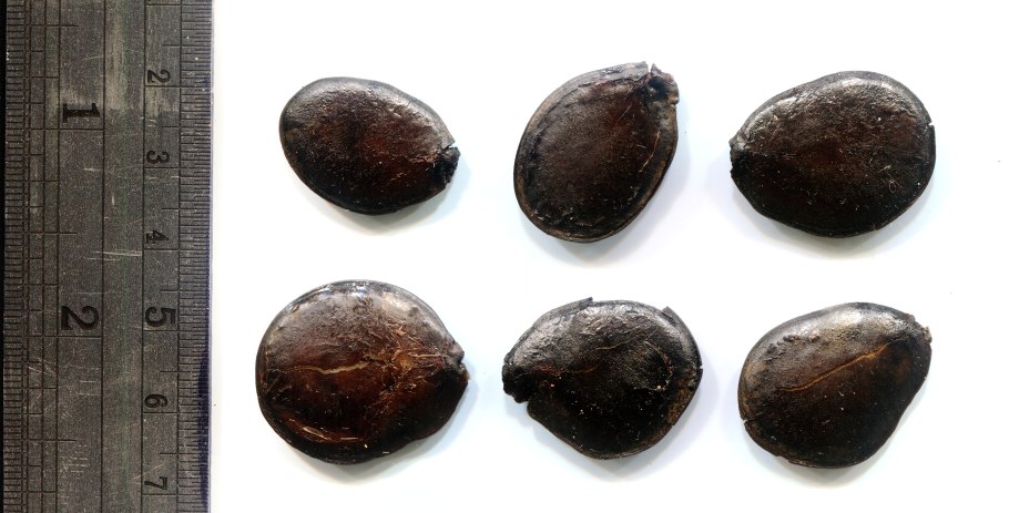 Camptosema rubicundum