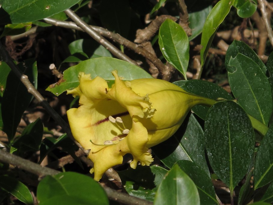 Microberlinia brazzavillensis