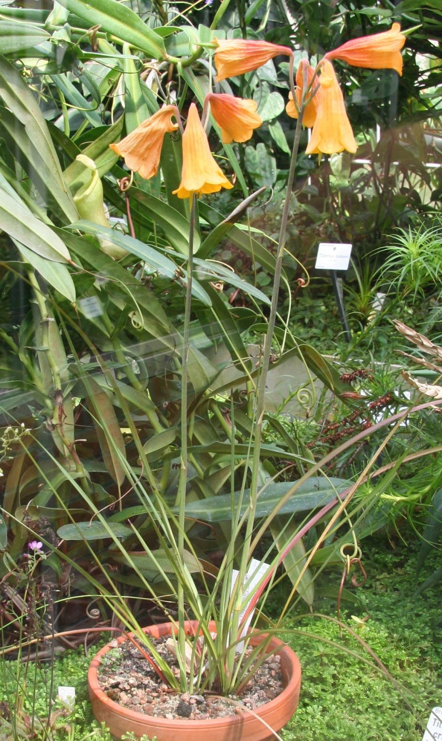 Ворота концлагеря Маутхаузен