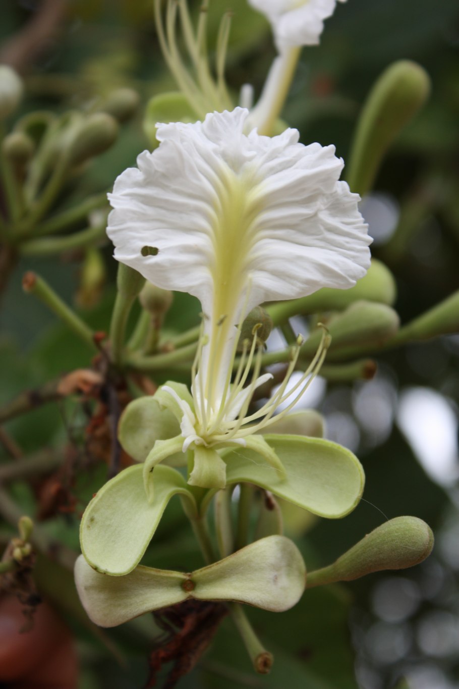 Grandiflora Mandera