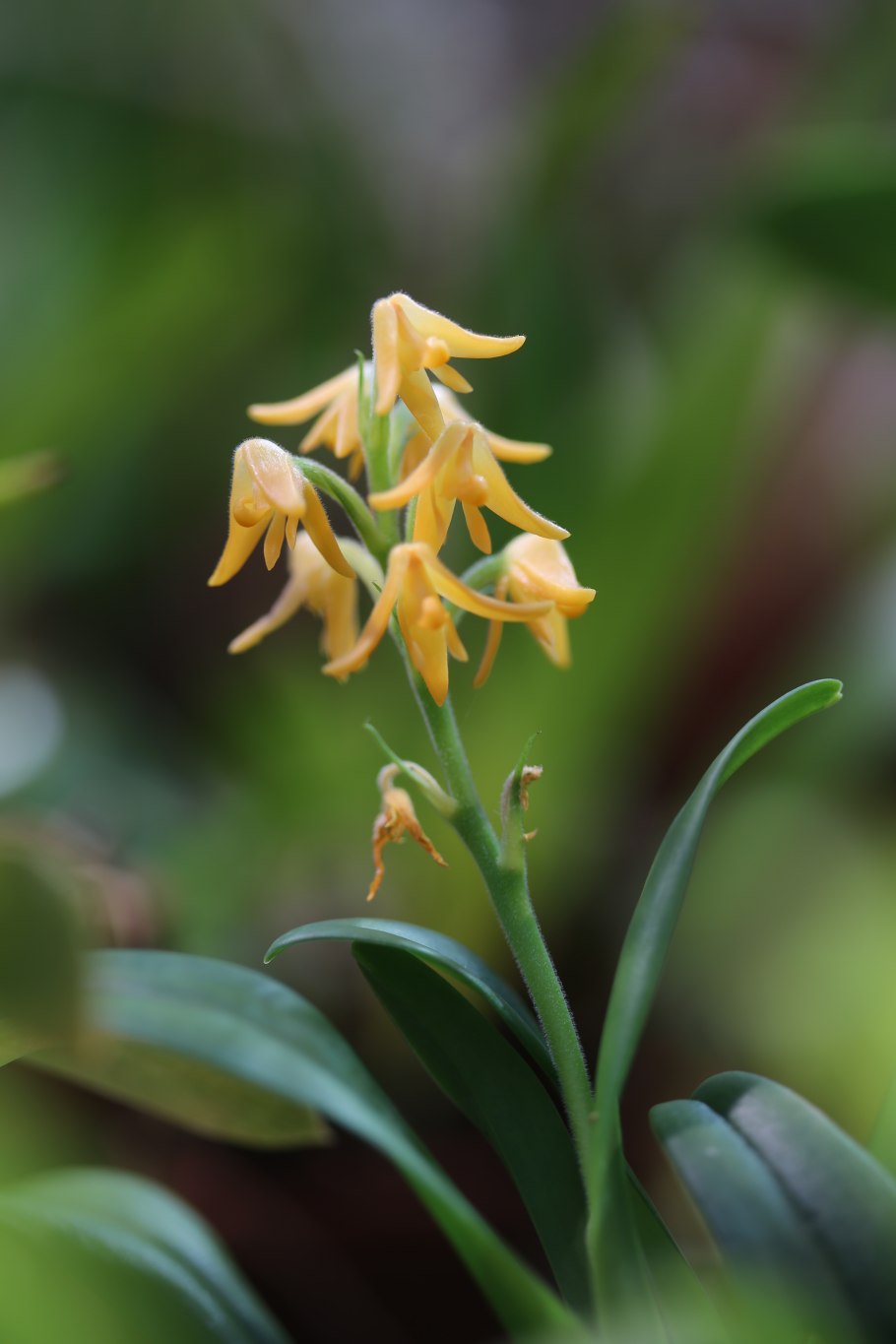 Петрушка Берлиния корневая