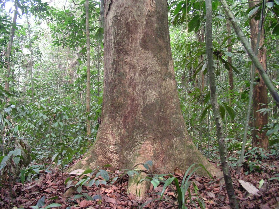 Microberlinia brazzavillensis