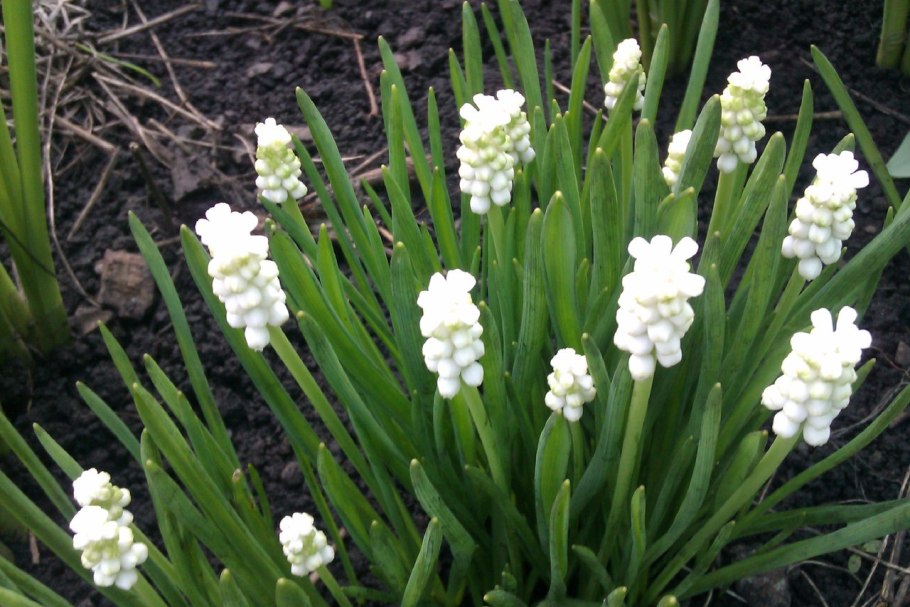 Лук батун Алтайский