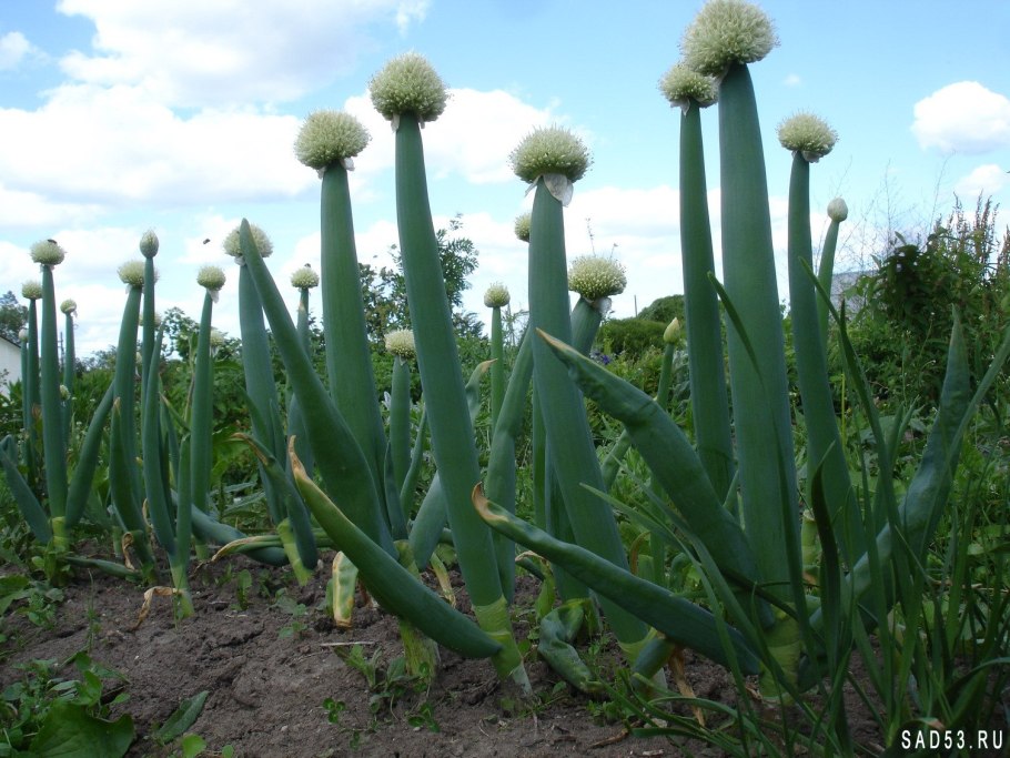 Лук-слизун. Размножить
