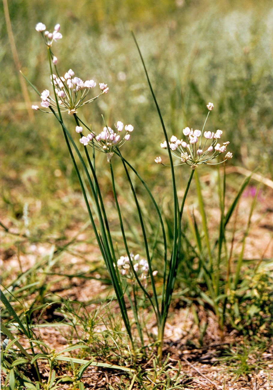 Allium tenuissimum