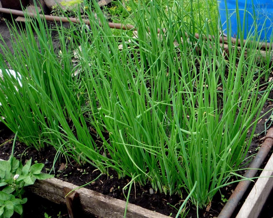 Многолетний лук батун