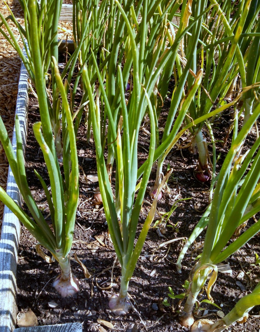 Лук слизун батун