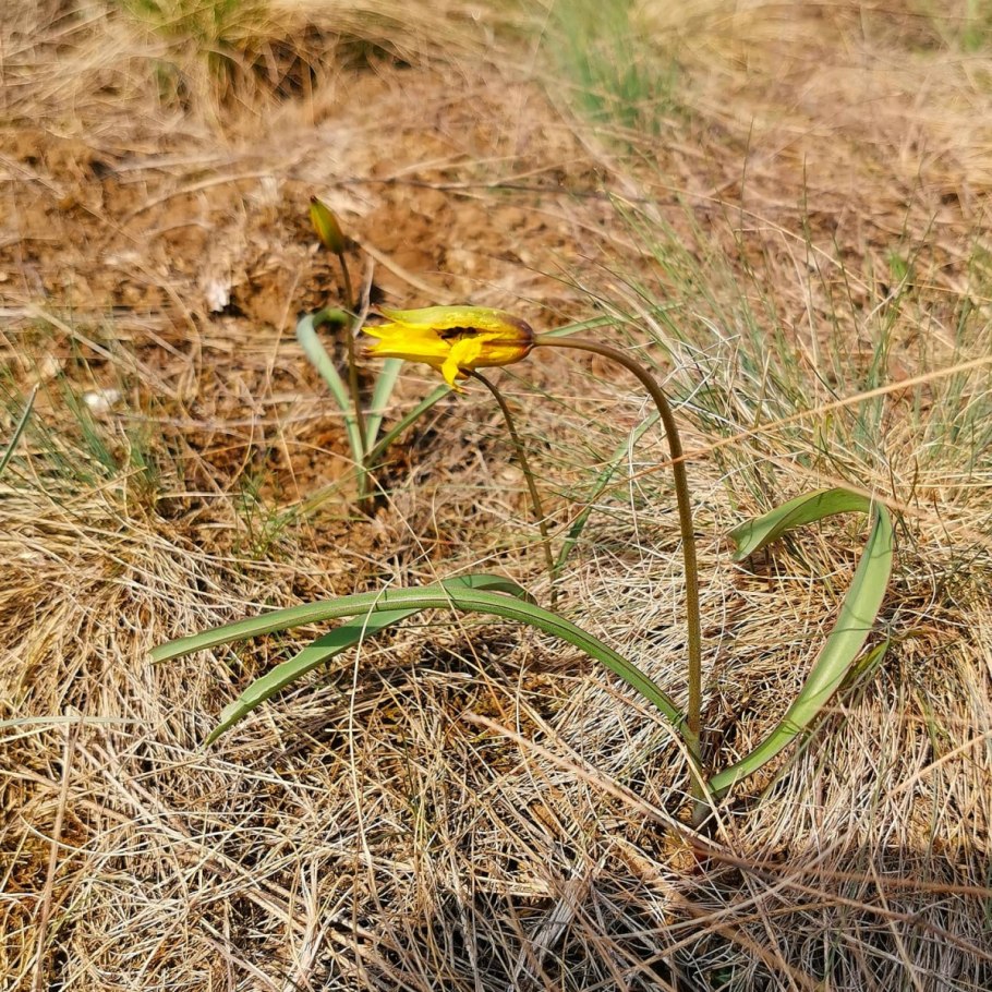 Цингерия Биберштейна