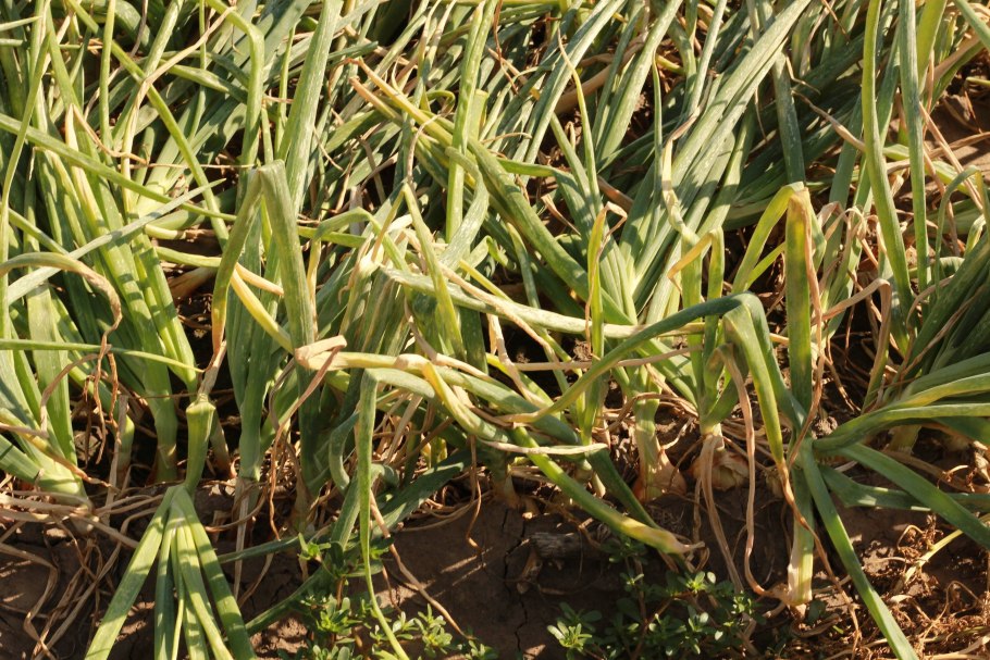 Лук семейный Кущевка