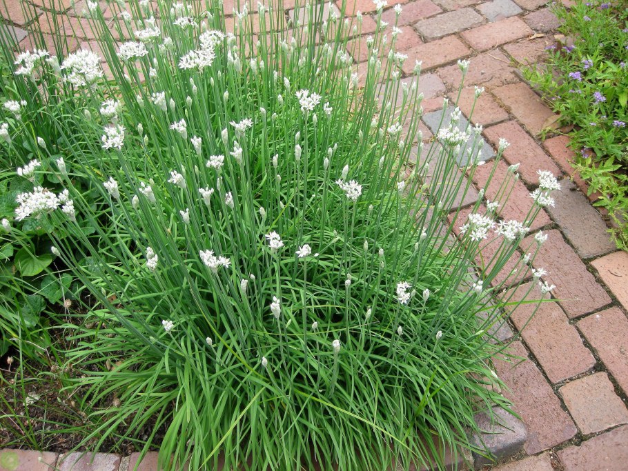 Allium ursinum черемша