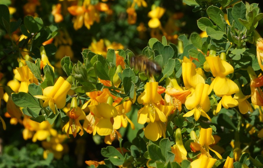 98. Карагана Скифская