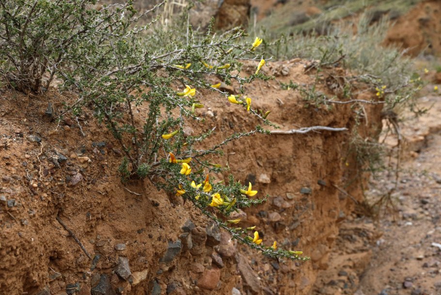 Карагана древовидная завязь