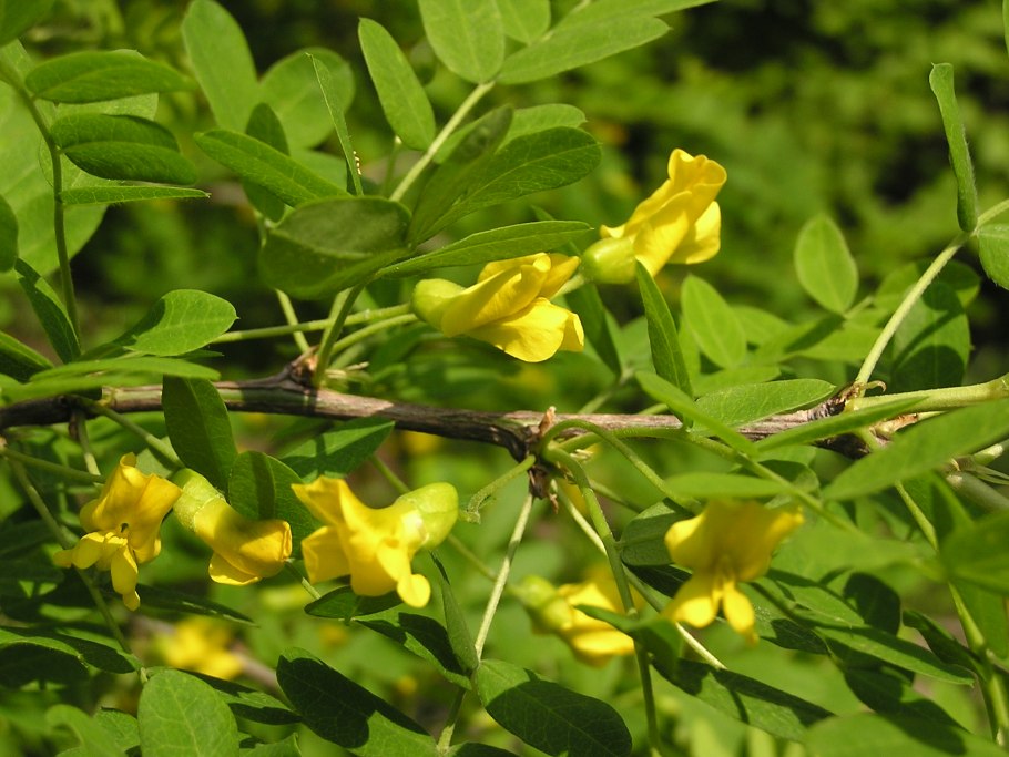 6.Карагана кустарниковая