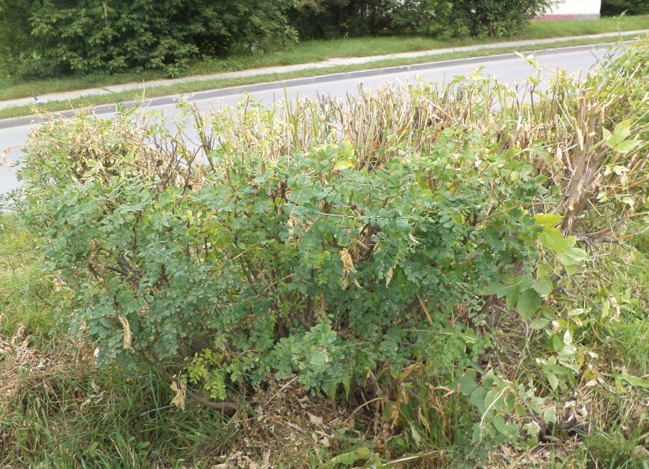 Карагана оранжевая