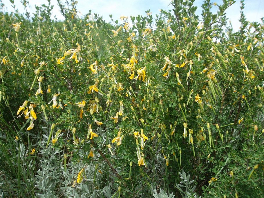 Caragana arborescens 'Walker'