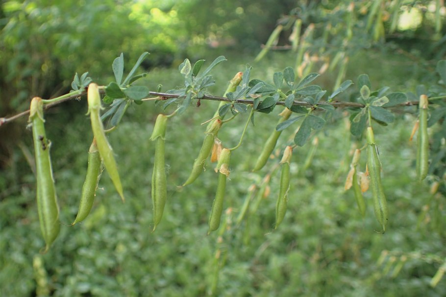 Карагана кустарниковая (Caragana frutex)