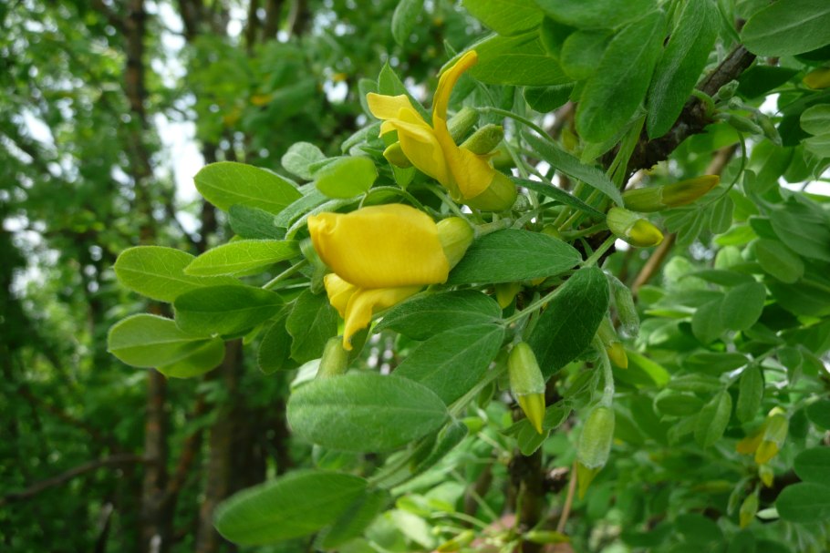 Карагана новомексиканская