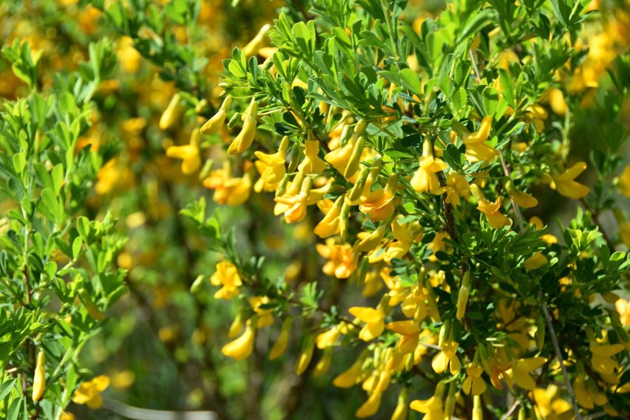 Карагана древовидная побег