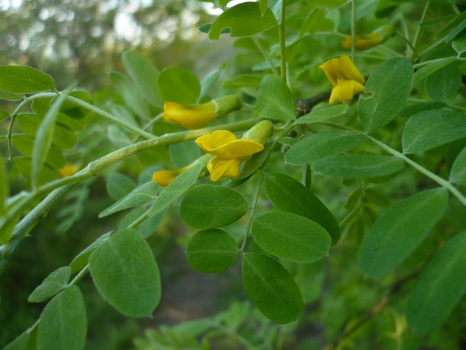 Карагана кустарниковая красные цветки