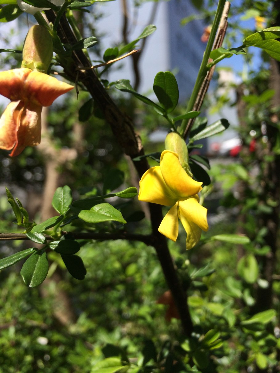 Акация желтая Карагана древовидная в ландшафтном дизайне