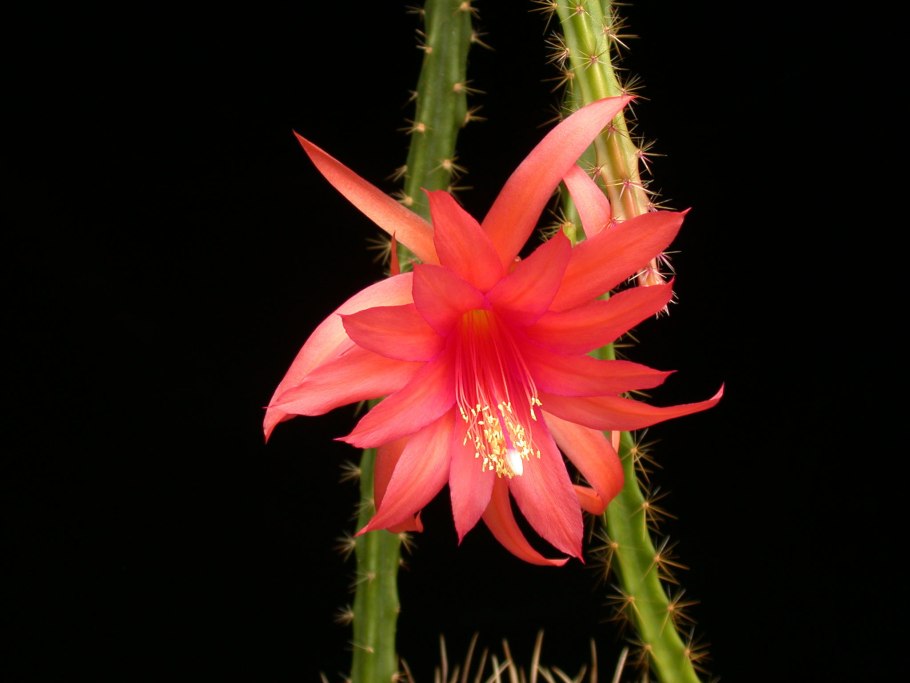 Кактус ампельный Апорокактус