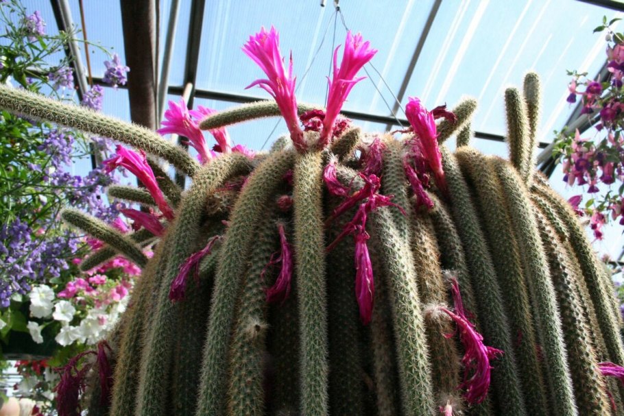 Апорокактус флагеллиформис