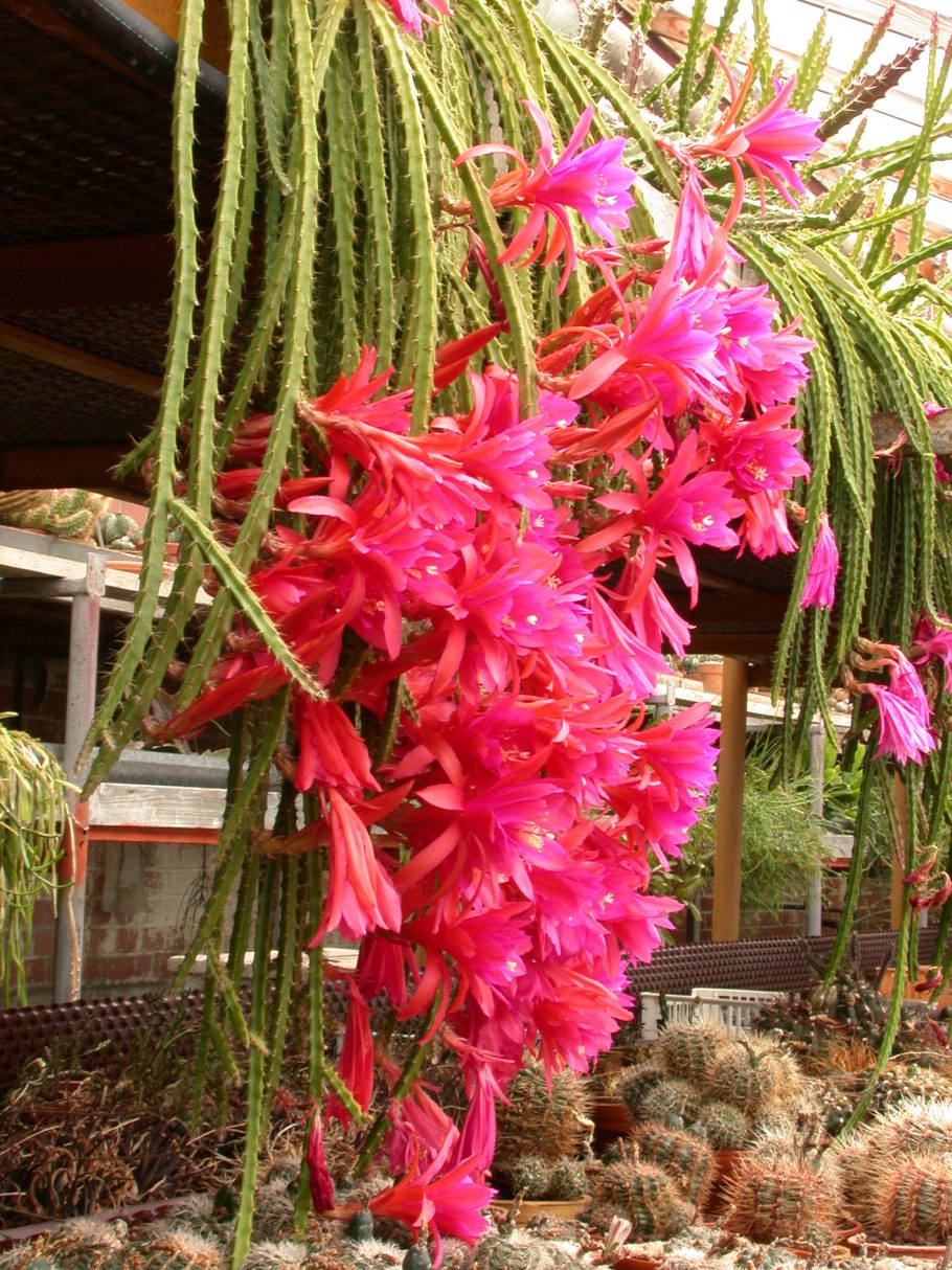 Апорокактус Маллисона