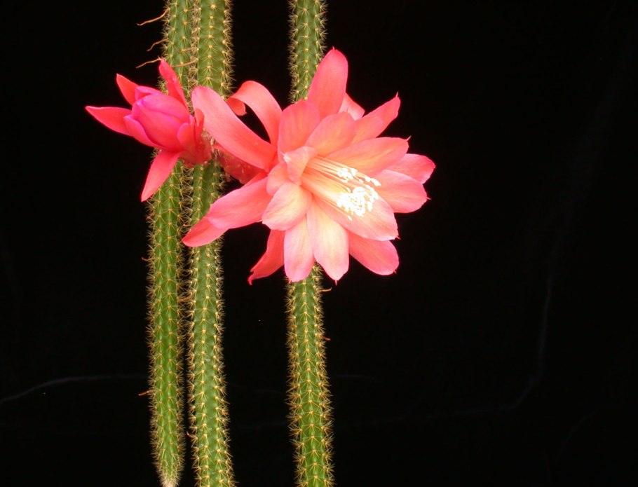 Кактус Апорокактус плетевидный