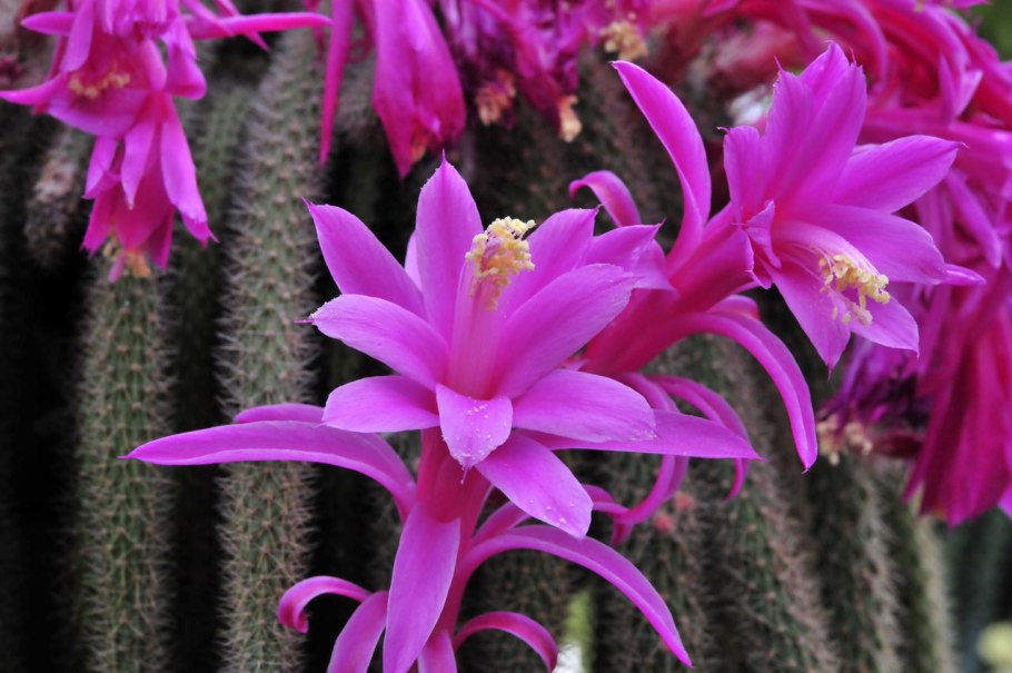 Кактус Апорокактус плетевидный