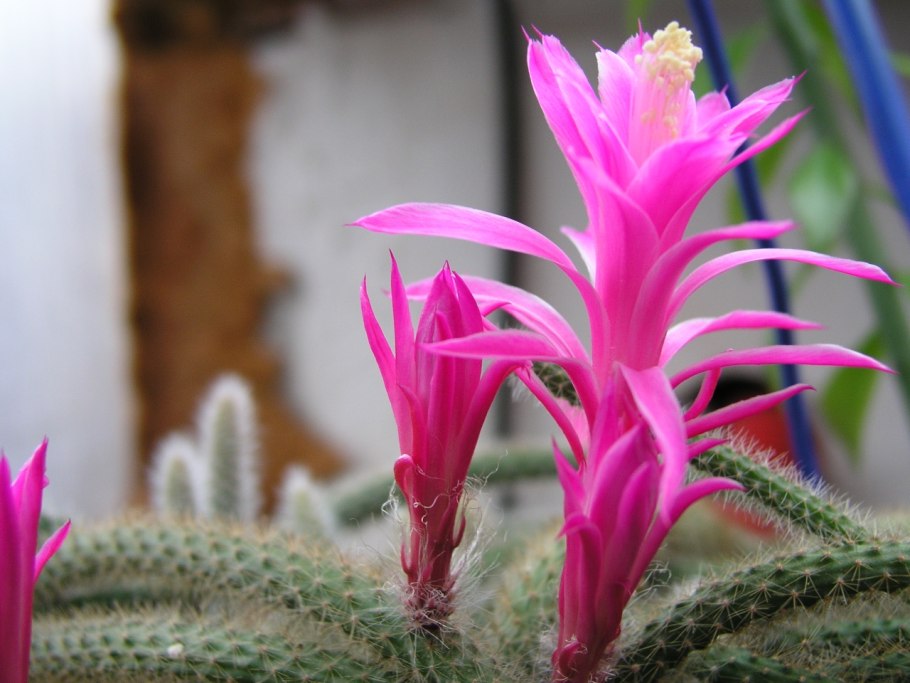 Aporocactus flagelliformis