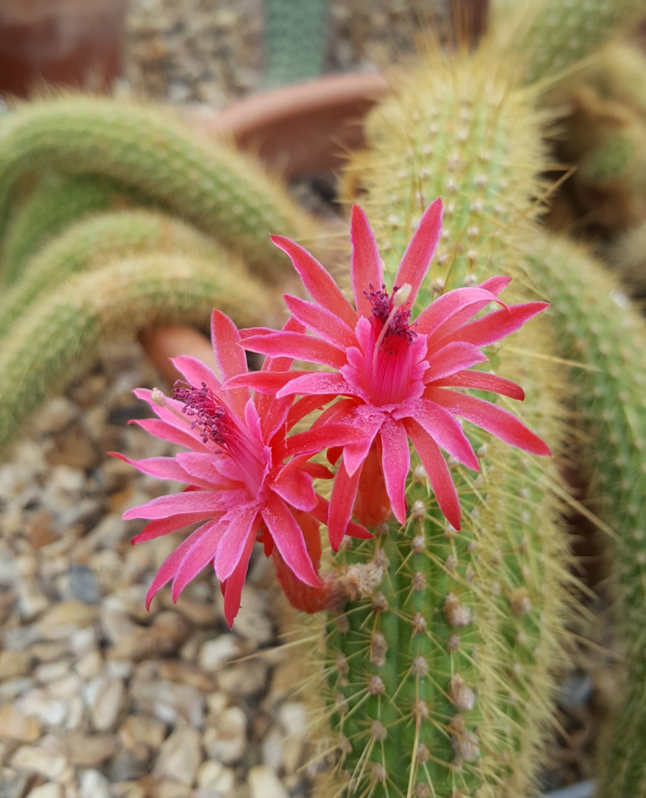 Апорокактус Концатти