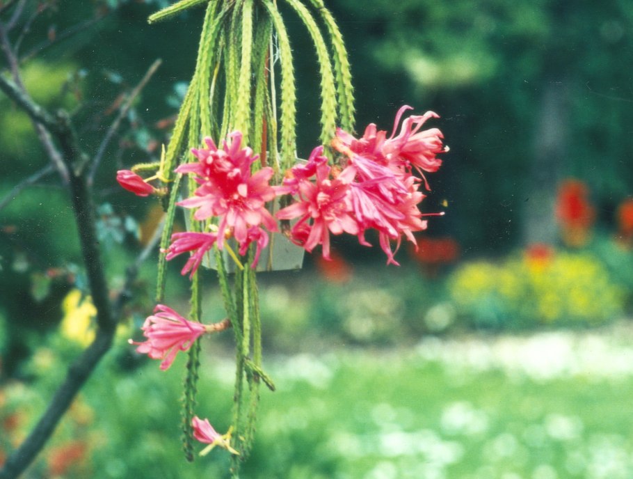 Апорокактус Мартиуса