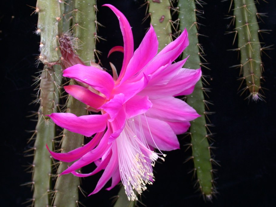 Кактус Апорокактус плетевидный