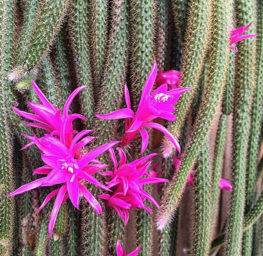 Апорокактус Мартиуса