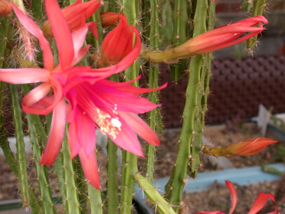 Кактус Selenicereus deamia Testudo