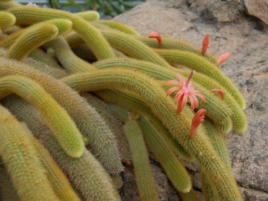 Апорокактус Маллисона