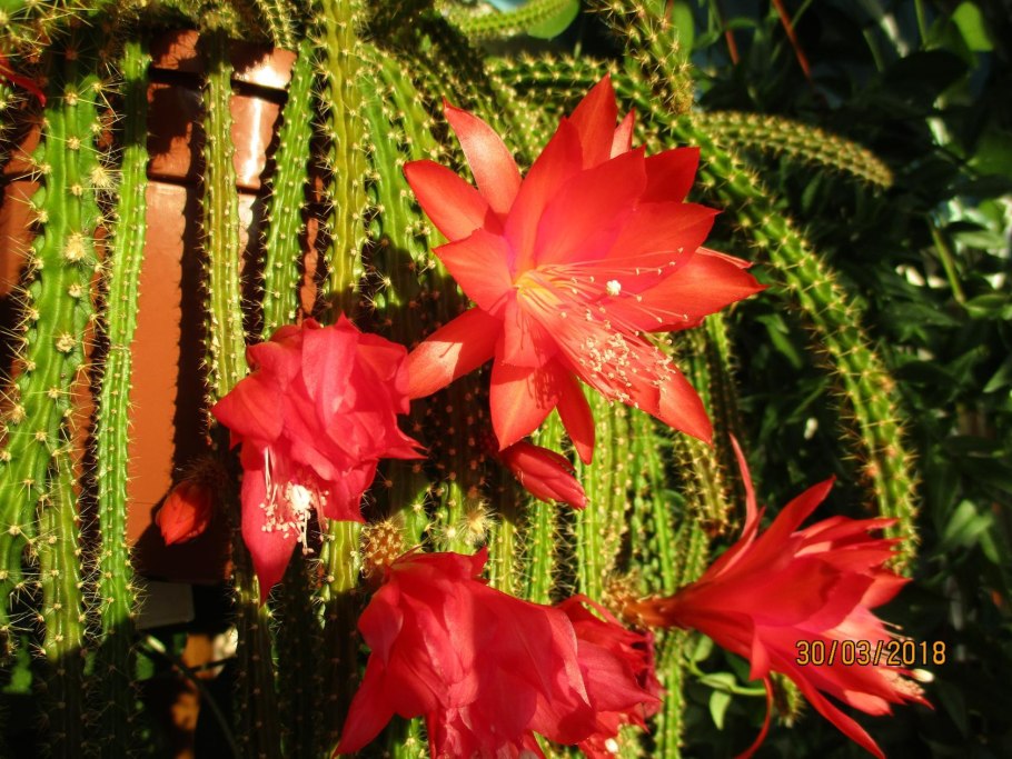 Aporocactus Martianus