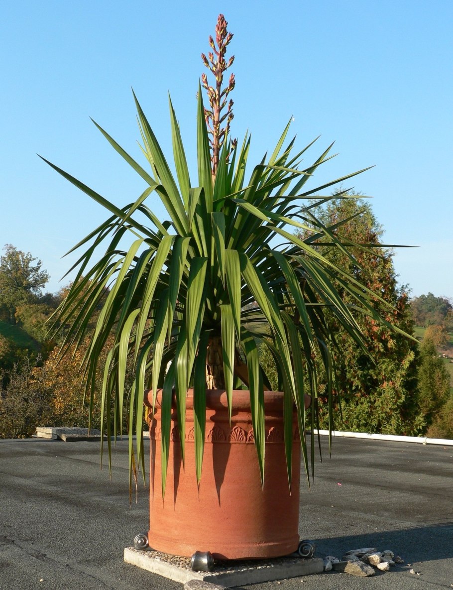 Юкка ELEPHANTIPES