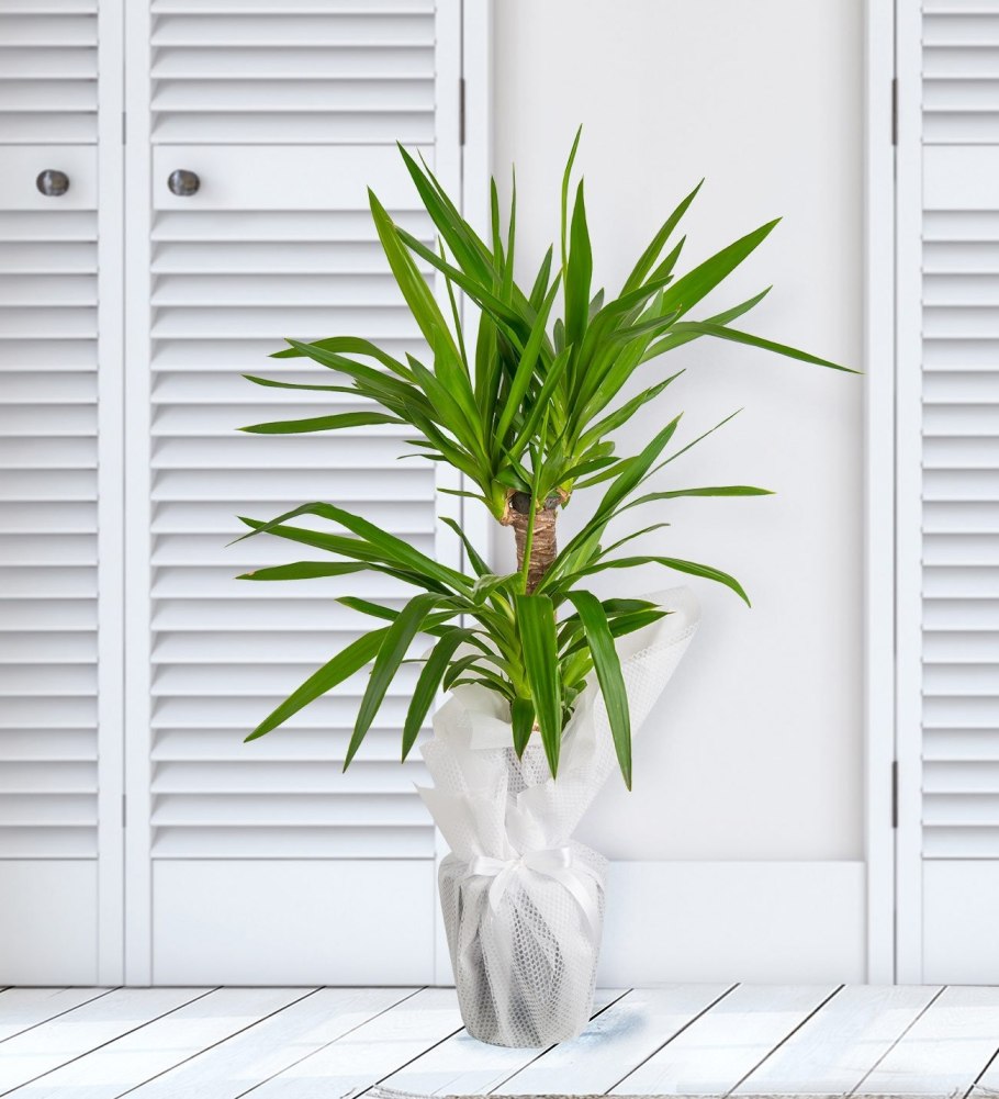 Юкка нитеносная