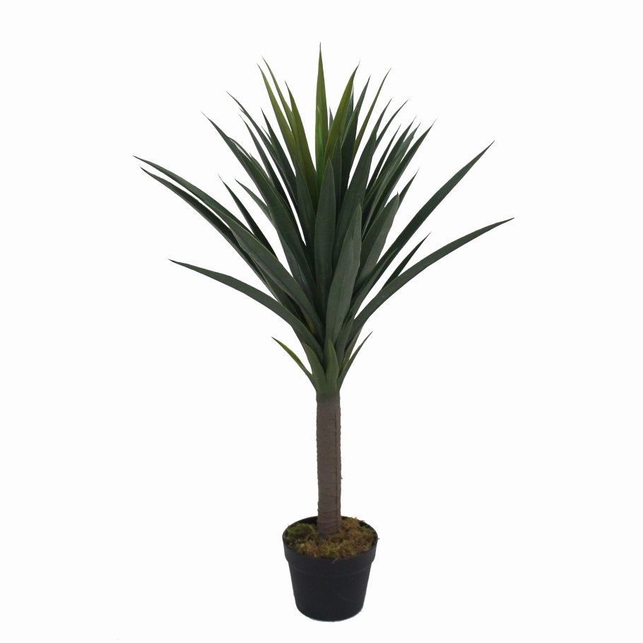 Юкка Торрея