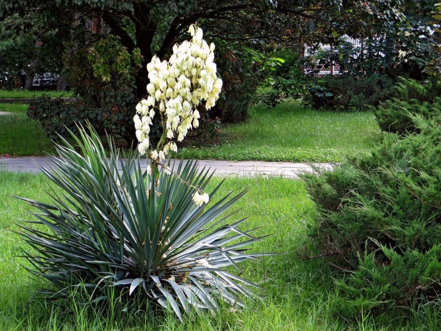 Yucca ELEPHANTIPES Юкка слоновая