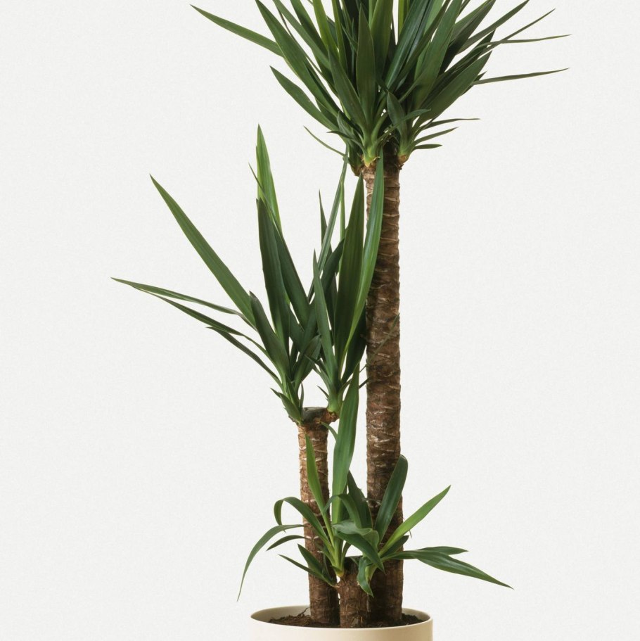 Юкка магические свойства