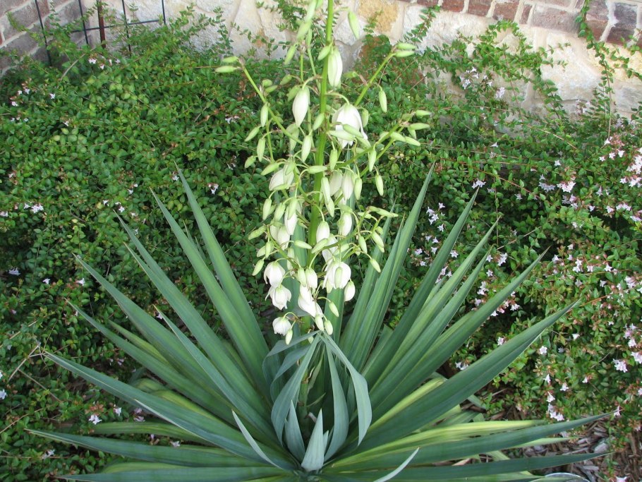 Юкка сизая фото