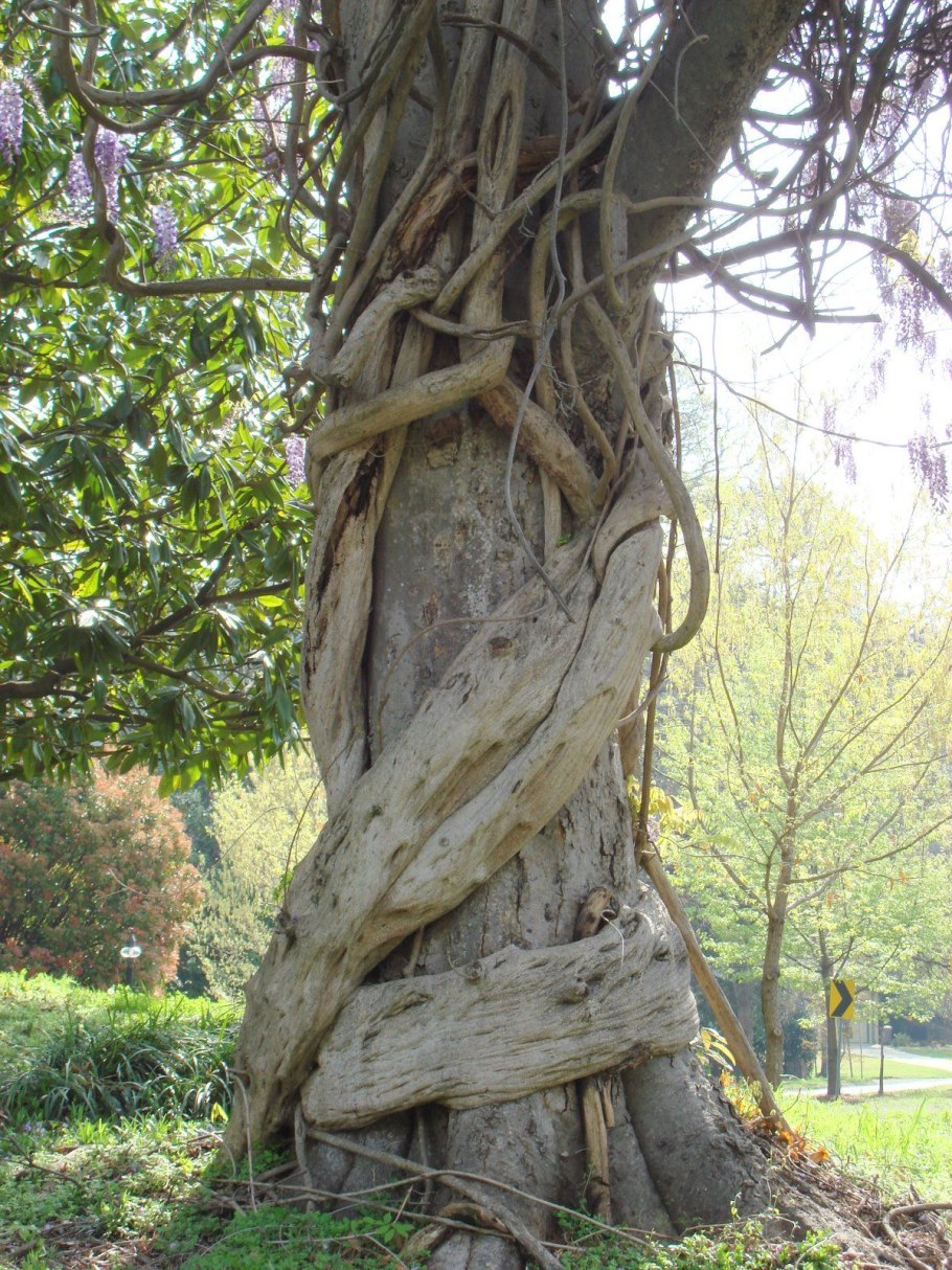 Дерево с переплетенным стволом